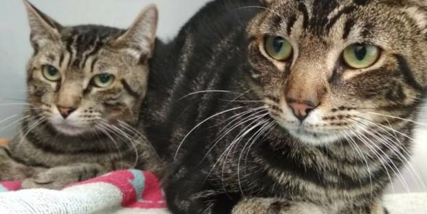 Castração dos Gatos