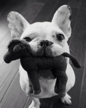 A Educação do Cão