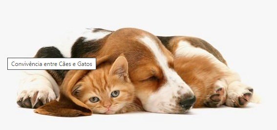 Convivência entre Cães e Gatos