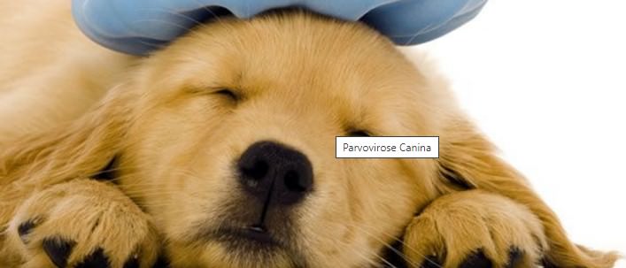 Parvovirose Canina
