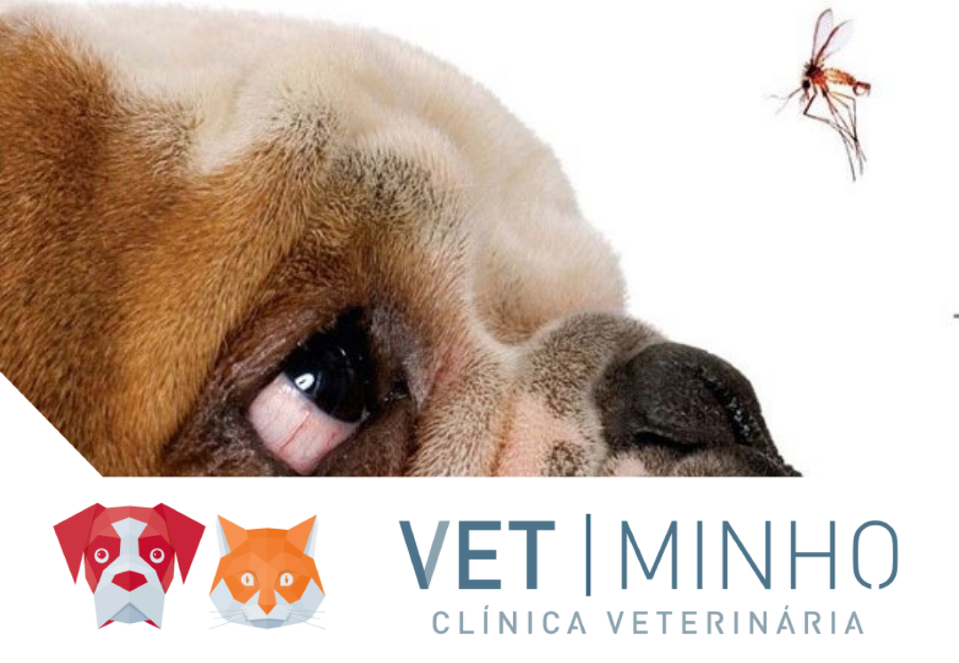 Leishmaniose Canina VetMinho